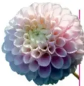 Flor tipo dalia en tonos pastel multicolor.