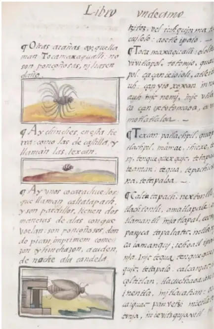 Página de un códice antiguo manuscrito, con dibujos de insectos y anotaciones; se identifica el escrito sobre 'Texamatl' (insectos) del Códice Florentino.