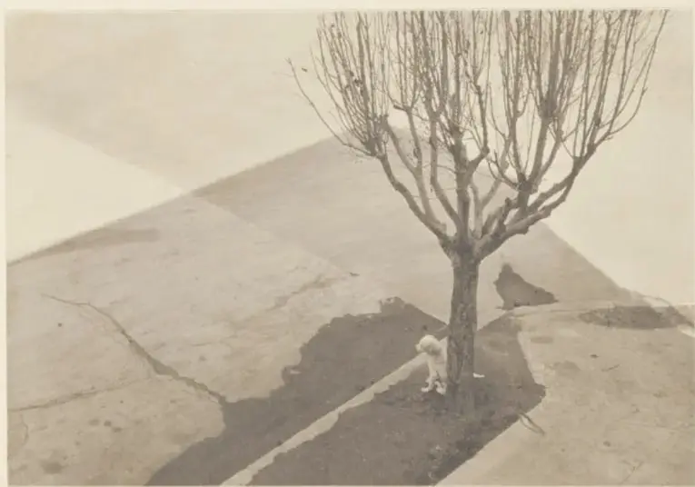Fotografía en tonos sepia: un árbol sin hojas crece en una rampa o banqueta amplia; un perrito blanco está junto al tronco; el suelo muestra sombras marcadas, una de ellas con silueta de ave; al fondo se ve una superficie inclinada y cielo claro. Lleva la firma manuscrita 'Tina Modotti - 1924' y el pie 'Árbol con perro, 1924'.