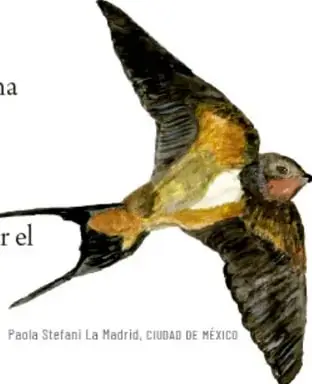 Golondrina en vuelo con alas extendidas; crédito fotográfico: Paola Stefani La Madrid, Ciudad de México.