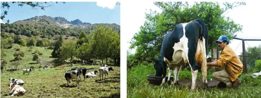 Paisaje de colinas verdes con árboles y vacas pastando.