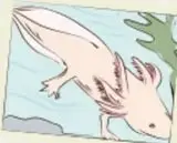 Ilustración de un ajolote (axolotl) rosado nadando entre plantas acuáticas, símbolo mexicano.