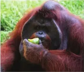 Fotografía de un orangután sosteniendo un alimento.