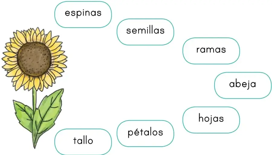 Dibujo de un girasol con tallo, hojas y flor, rodeado de palabras: espinas, semillas, ramas, abeja, hojas, pétalos, tallo.