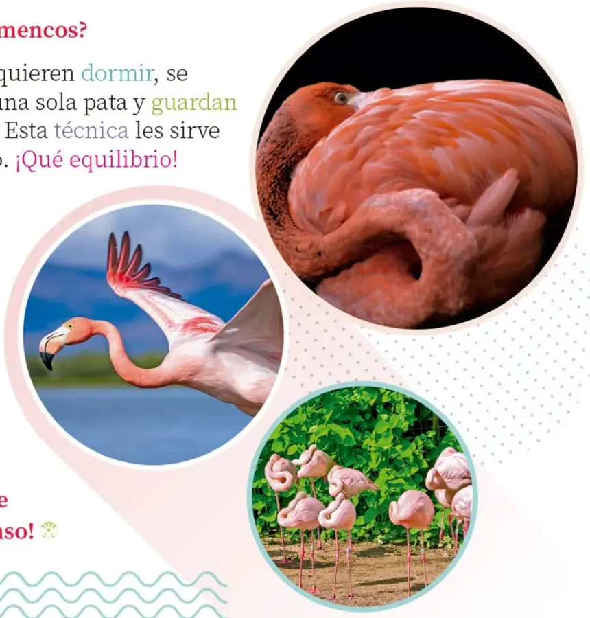 Primer plano de un flamenco rosa con la cabeza recogida bajo el ala, mostrando cómo duerme.