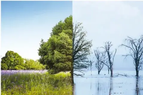Comparación de un paisaje: a la izquierda un bosque verde y frondoso; a la derecha, árboles secos y sin hojas sobre suelo erosionado, representando la deforestación.