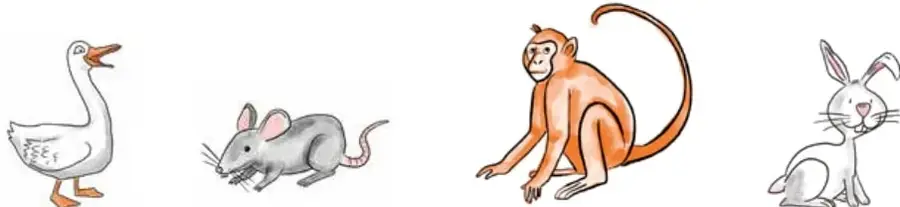 Cuatro animales en fila: un ganso blanco, un ratón gris, un mono sentado y un conejo blanco.