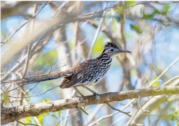 Correcaminos posado sobre una rama de árbol, mostrando su cresta, su cola larga y su plumaje moteado de castaño, gris y blanco.