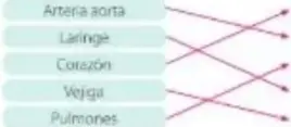 Esquema del corazón con etiquetas a, b, c, d.