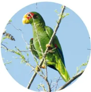 Loro yucateco verde con marcas rojas posado en ramas secas contra un cielo azul.