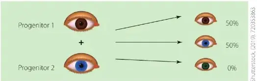 Esquema de dos progenitores que muestra probabilidades de heredar ojos cafés, azules o verdes.