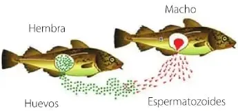 Ilustración de un pez hembra y un pez macho liberando óvulos y espermatozoides en el agua; representa la fecundación externa.
