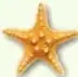 Imagen de una estrella de mar, utilizada para reconocer características de los equinodermos.