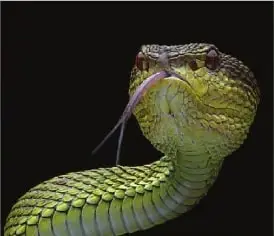 Fotografía de una serpiente levantando la cabeza.