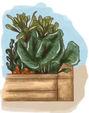 Ilustración de un cajón de madera con lechugas; crédito Gimenna Schiaffini Rosales, PUEBLA.