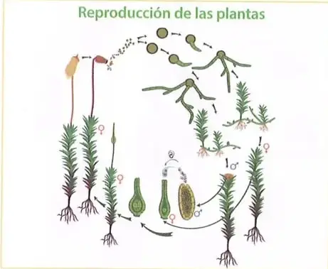 Figura 2 de Ciencias Naturales 8° · Egb 8 Ciencias Naturales 2025 · 2025