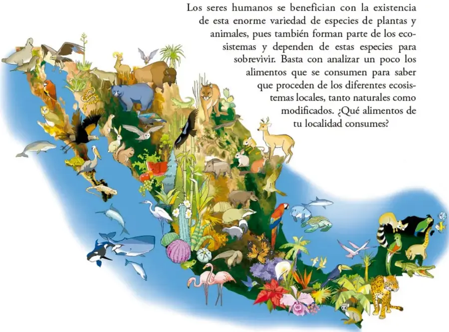 Ilustración del mapa de México rodeado de mar, con gran cantidad de especies: ballenas, delfines, tiburones, tortugas, aves, jaguares, monos, venados, serpientes, peces, flamencos, cactus y flores, representando la megadiversidad del país.