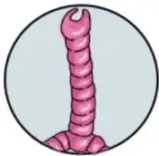 Ilustración de la tráquea con sus anillos cartilaginosos.