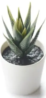 Planta suculenta en maceta blanca.