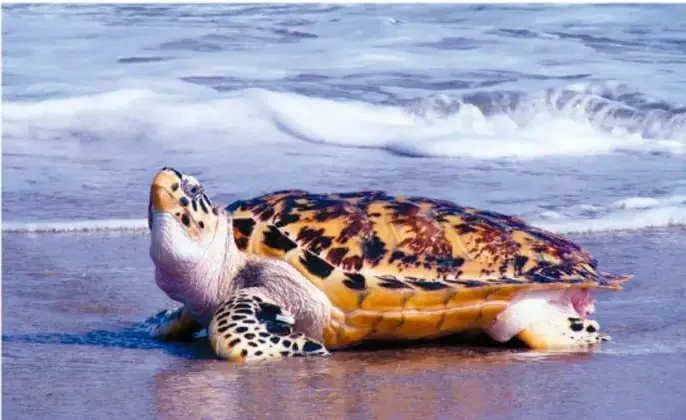 Fotografía de una tortuga marina en la playa, ejemplo de animal que percibe el campo magnético terrestre.
