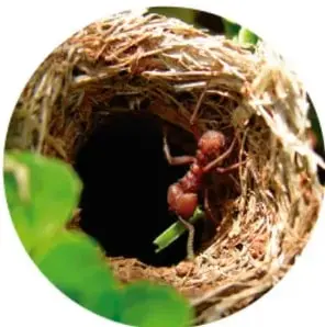 Fotografía circular de un nido o refugio vegetal con un insecto rojizo en su interior.