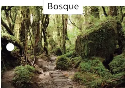 Sendero en un bosque húmedo con árboles cubiertos de musgo y helechos. Rótulo «Bosque».
