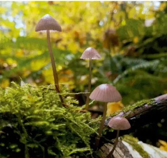 Fotografía de pequeños hongos con sombrero pardo creciendo sobre musgo verde en un bosque húmedo, representando la diversidad de formas de vida.