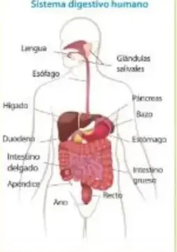 Detalle anatómico del estómago con cardias, esfínter, canal pilórico, duodeno.
