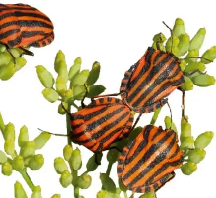 Fotografía de varios insectos con rayas negras y anaranjadas (tipo chinche) sobre ramas con hojas y yemas verdes.