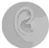 Oreja humana, órgano de la audición.
