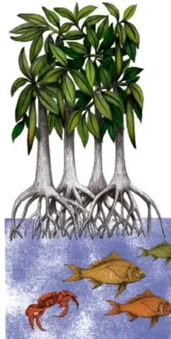 Ilustración de un ave tropical (tucán) posada en una rama; crédito Rosana Mesa Zamudio, Puebla.