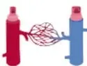 Esquemas de vasos sanguíneos: arteria (roja), vena (azul) y capilares conectándolos.