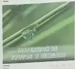 Fotografía de un tucán sobre una rama, ejemplo de dispersor por consumo.