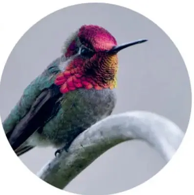 Colibrí de garganta roja brillante y cuerpo oscuro posado en una rama gris.