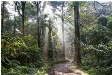 Fotografía de una selva con vegetación densa y un sendero.