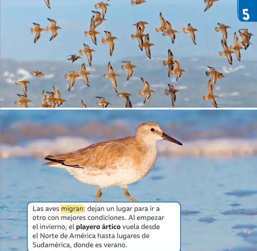 Bandada de aves playeras volando sobre el mar, ilustrando la migración.