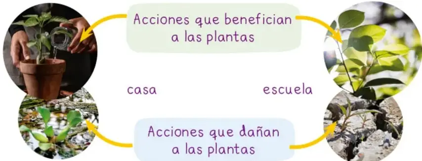 Esquema con dos recuadros redondeados: verde "Acciones que benefician a las plantas" y azul "Acciones que dañan a las plantas", unidos por flechas amarillas a las palabras casa y escuela, con cuatro fotografías circulares: plantas siendo regadas, follaje sano, plantas marchitas y tierra agrietada.