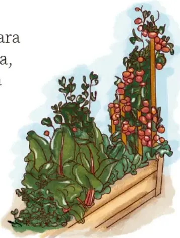 Ilustración de un cajón de huerta con lechugas, betabel y plantas de tomate en guía; crédito Gimenna Schiaffini Rosales, PUEBLA.