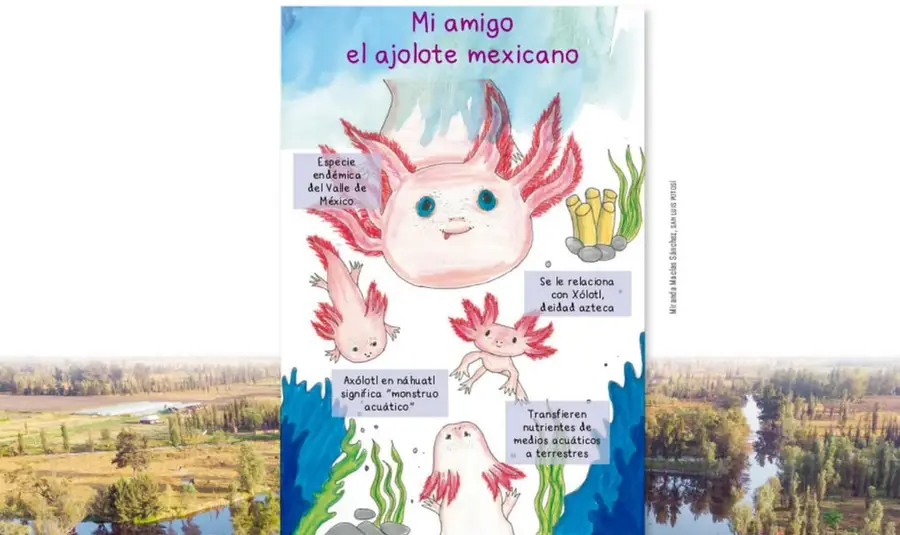 Cartel escolar titulado 'Mi amigo el ajolote mexicano' con un ajolote rosado, plantas acuáticas y cuatro recuadros con datos sobre la especie.