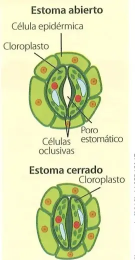Esquemas de la planta durante la fotosíntesis y la respiración, con entradas y salidas de agua, dióxido de carbono y oxígeno.