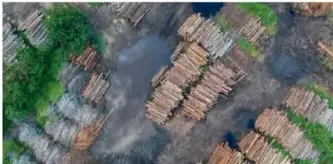 Vista aérea de madera talada apilada, ilustrando la destrucción de hábitats forestales.