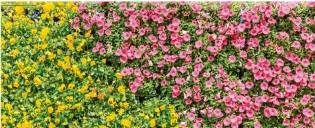 Fotografía de un jardín con flores amarillas y rosadas que muestra simetría y biodiversidad.