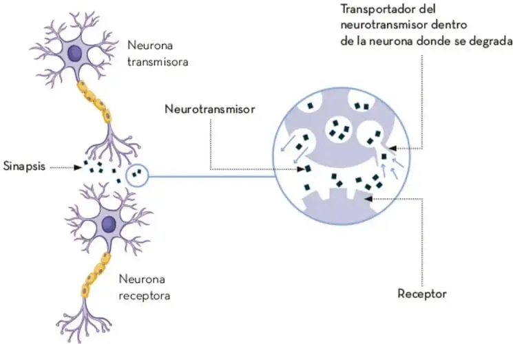 Infografía que muestra dos neuronas (transmisora y receptora) conectadas por una sinapsis. Se observa la liberación de neurotransmisores desde la neurona transmisora, su unión a receptores de la neurona receptora y su degradación mediante un transportador dentro de la neurona.