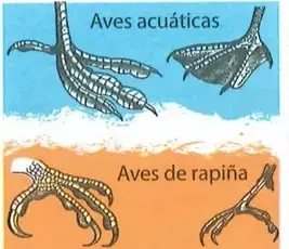Ilustración comparativa de patas de aves acuáticas y aves de rapiña, que muestra diferencias relacionadas con el hábitat y la alimentación.