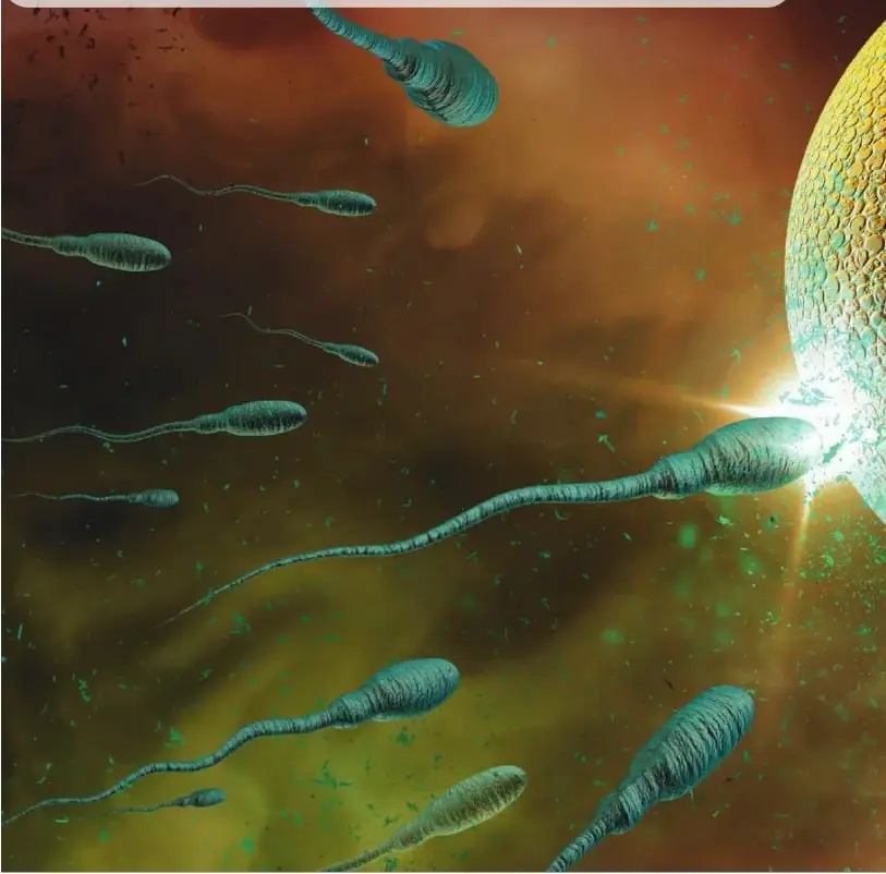 Ilustración microscópica de espermatozoides acercándose a un óvulo, relacionada con la fecundación y la reproducción humana.