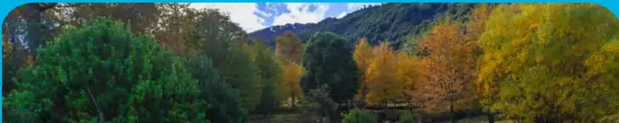 Fotografía de un bosque con árboles de distintos colores otoñales y montañas al fondo.