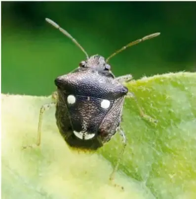 Fotografía de un insecto (chinche) oscuro sobre una hoja verde: las manchas claras de su espalda parecen dos ojitos y una boca, ejemplo de pareidolia.