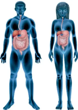 Ilustración de un hombre y una mujer con el sistema digestivo resaltado en rojo y naranja dentro del cuerpo.