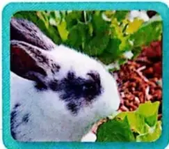 Conejo junto a plantas, relacionado con la producción de alimentos y combustibles.