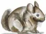 Conejo de color gris.